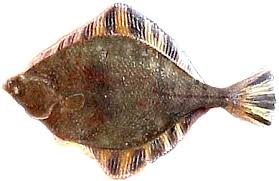 starry flounder